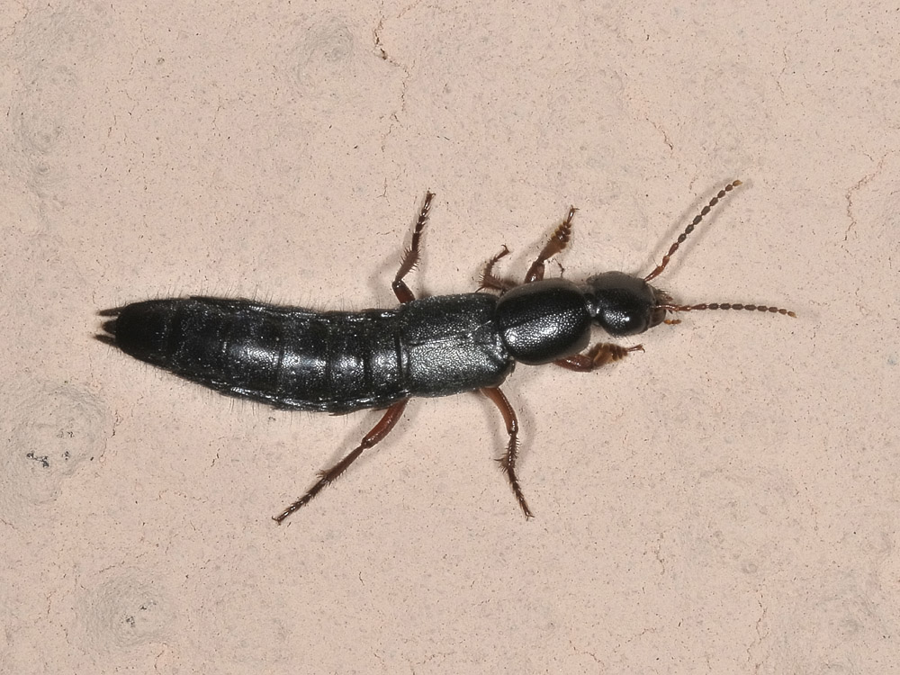 Tasgius pedator  (Staphylinidae)